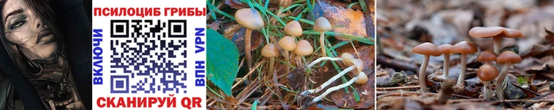 OMG tor  купить наркотики сайты  Буинск  Галлюциногенные грибы Magic Shrooms 